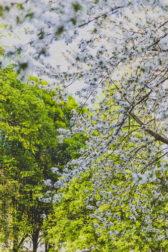 white hawthorn blossoms on tree branches in city park