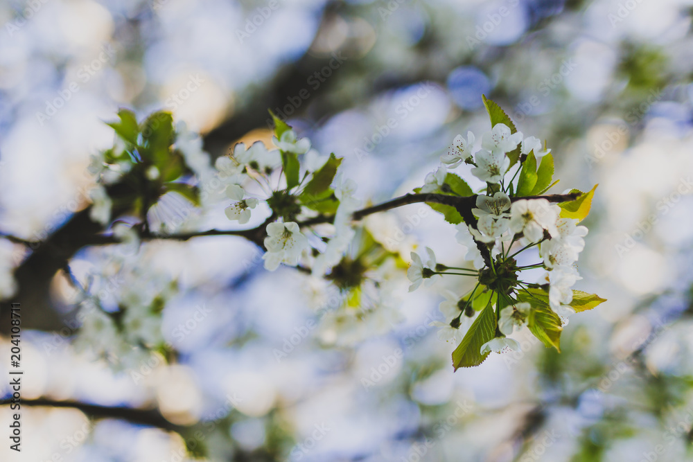 white hawthorn blossoms on tree branches in city park white hawthorn blossoms on tree branches in city park