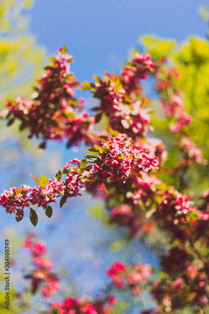 crab apple tree with red and pink blossoms in city park crab apple tree with red and pink blossoms in city park