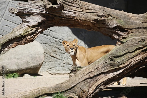Fototapeta Naklejka Na Ścianę i Meble -  Curious Lions are watching for prey - Hagenbeck – Germany 