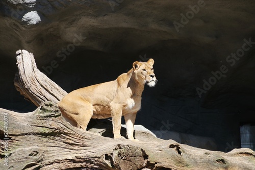 Fototapeta Naklejka Na Ścianę i Meble -  Curious Lions are watching for prey - Hagenbeck – Germany 