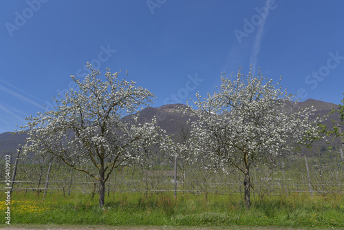 Due alberi con fiori bianchi, sul prato verde con cielo azzurro in sottofondo photo