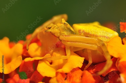 Spider (Thomisus onustus) on the flower, very good mimicry, great camouflage photo