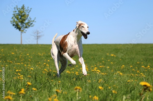 beautiful galgo is running on a field with dandelions © Bianca