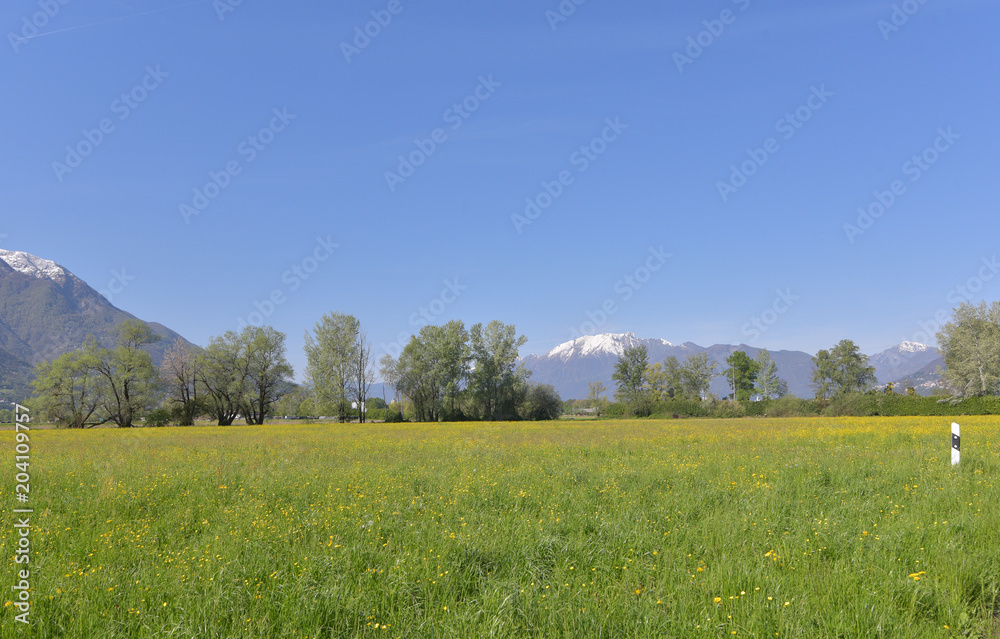Panorama con prato fiorito giallo, alberi e cielo blu in sottofondo