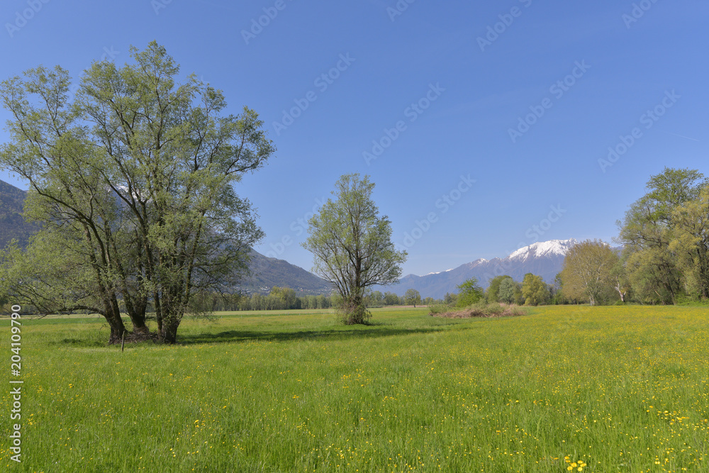 Panorama di campagna con prato verde ed alberi Panorama di campagna con prato verde ed alberi