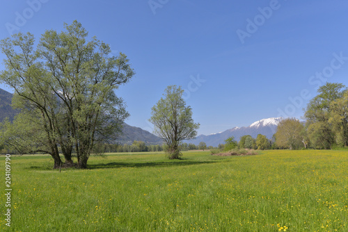 Panorama di campagna con prato verde ed alberi