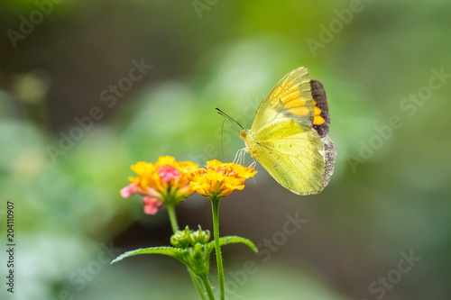 Yellow Orange Tip (Ixias pyrene) eating on plant © Earnest Tse
