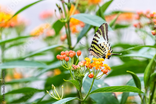 Five-bar Swordtail (Pathysa antiphates) eating on plant photo