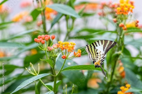 Five-bar Swordtail (Pathysa antiphates) eating on plant photo