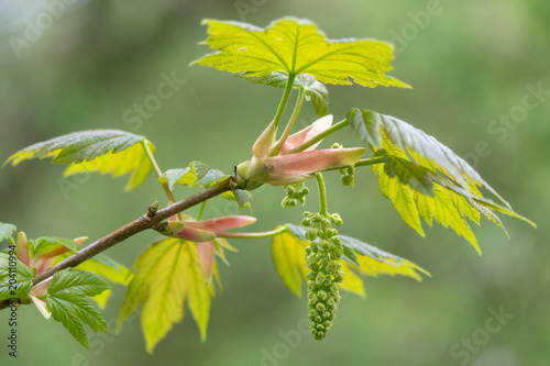 Sycamore (Acer pseudoplatanus) tree in flower. Panicles of monoecious flowers on plant in the family Sapindaceae photo