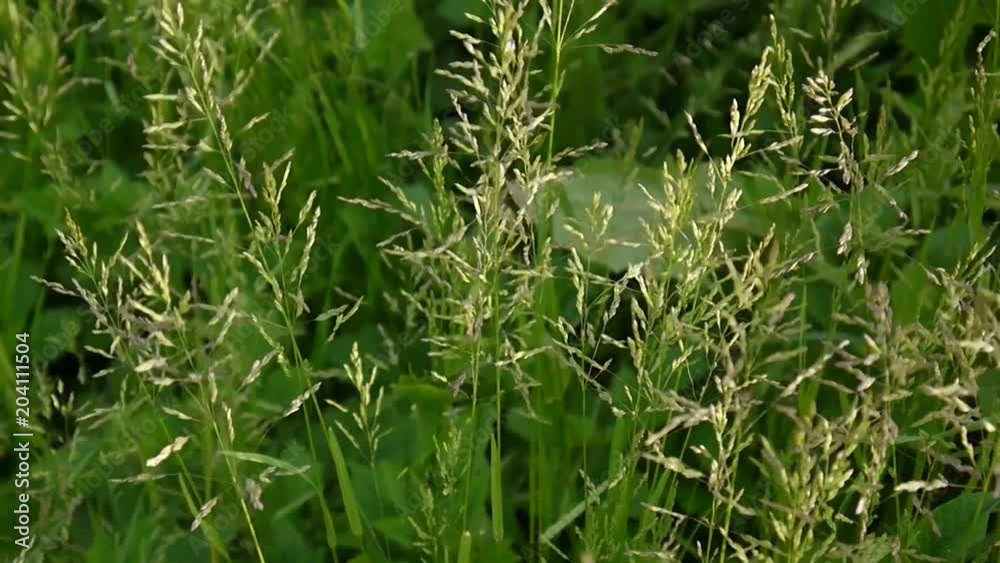 Common meadow grass in a field Poa pratensis. Conical panicles The plant is also called Kentucky bluegrass. Common meadow grass in a field Poa pratensis. Conical panicles The plant is also called Kentucky bluegrass.