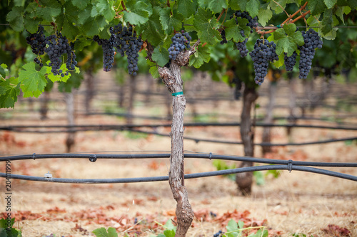 Grapes on Vine