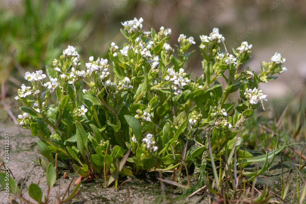 Common scurvygrass (Cochlearia officinalis) plant in flower. Coastal plant in the family Brassicaceae, aka scurvy-grass and spoonwort, flowering in the UK Common scurvygrass (Cochlearia officinalis) plant in flower. Coastal plant in the family Brassicaceae, aka scurvy-grass and spoonwort, flowering in the UK