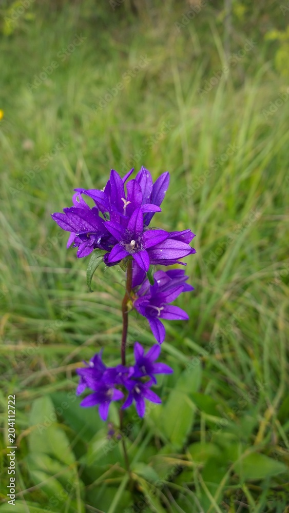 Meadow flowers - bellflowers. Slovakia Meadow flowers - bellflowers. Slovakia