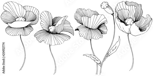 Wildflower poppies flower in a vector style isolated. Full name of the plant: poppy. Vector wildflower for background, texture, wrapper pattern, frame or border.