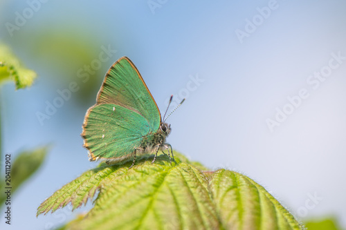 Green Hairstreak (Callophrys rubi) male at rest. Butterfly in the family Lycaenidae, at rest with wings closed showing green underside
