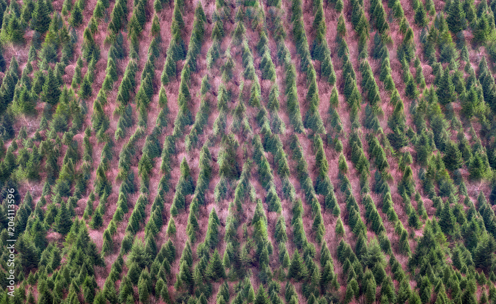 background of forest with trees pattern background of forest with trees pattern
