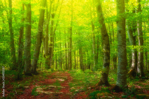 colorful forest with beautiful light