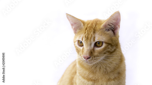 Thailand Cat lethargic. Cute cat, cat lying isolated white background with clipping path.