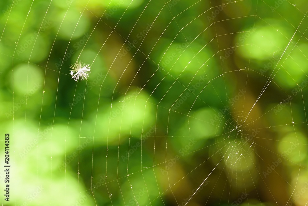 Macro shot of nature. Dandelion in spider web. Macro shot of nature. Dandelion in spider web.