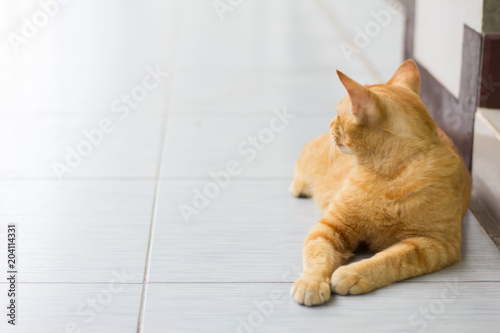 Abstract blurred of Siam cat sit on cement floor. Yellow cat sit on white floor.