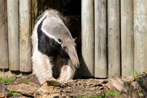 The giant anteater (Myrmecophaga tridactyla) comes out of his wooden house after a long nap. photo