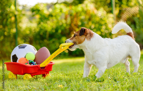 Fototapeta Naklejka Na Ścianę i Meble -  Concept of fun summer activities with dog and many sport balls