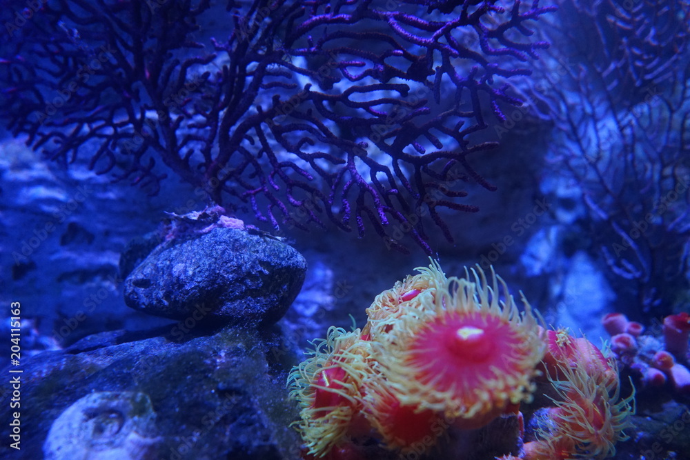 Fototapeta premium イソギンチャク