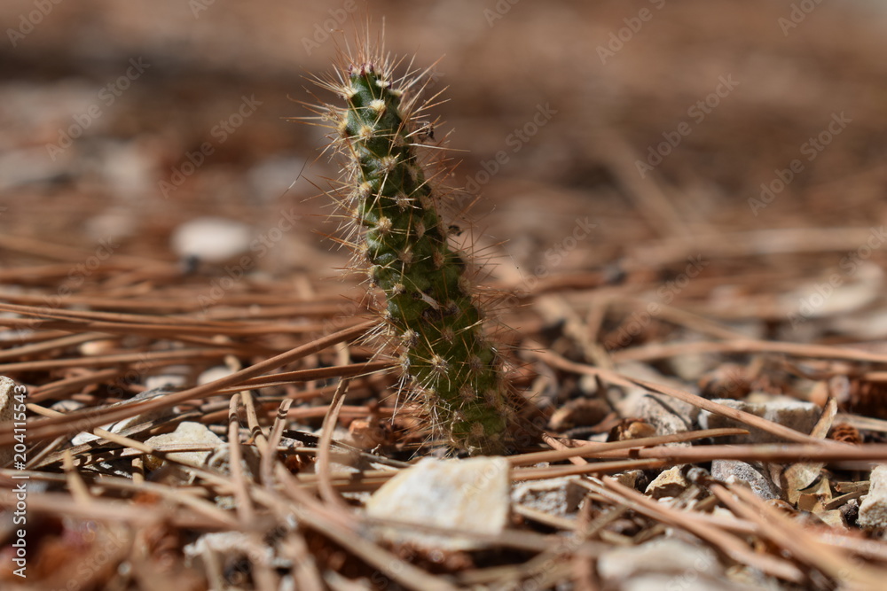 Petit Cactus Petit Cactus