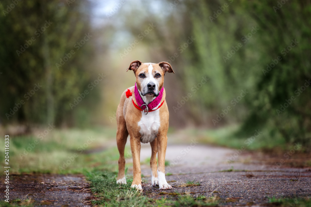 american pit bull terrier dog standing outdoors american pit bull terrier dog standing outdoors