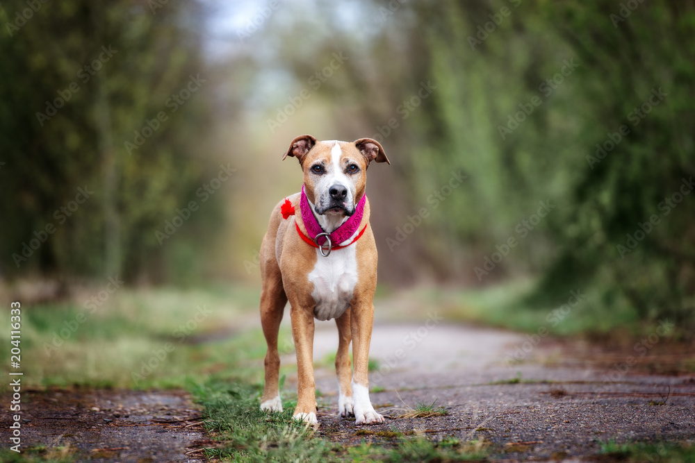 american pit bull terrier dog standing outdoors