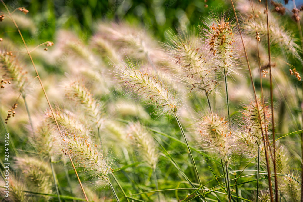 Beautiful ornamental tall grass with backlit ears