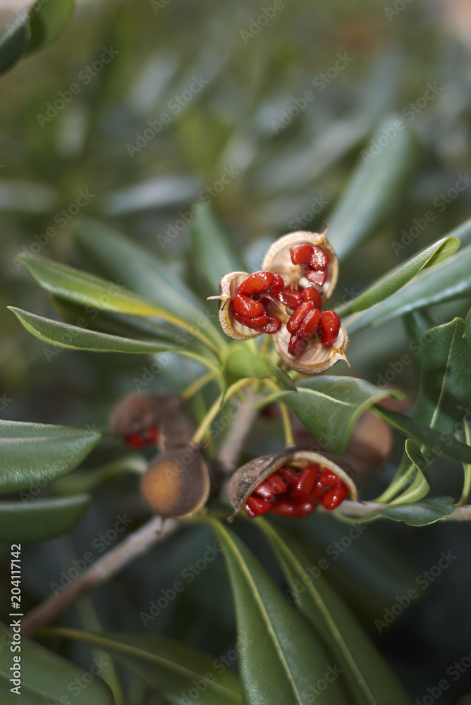  Pittosporum tobira