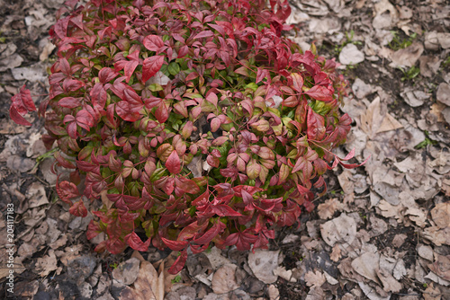 dwarf nandina domestica