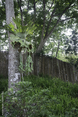 Holttum’s Staghorn fern on the tree in the garden photo