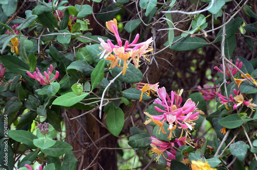 Lonicera periclymenum, Honeysuckle or Woodbine with flowers in Spring time photo