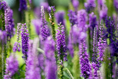 Purple flowers on the field © anderm