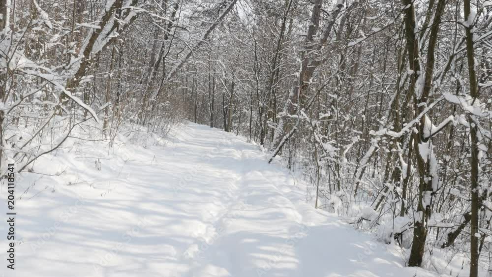 Winter scenery in the woods video - Snowed forest by early morning Winter scenery in the woods video - Snowed forest by early morning