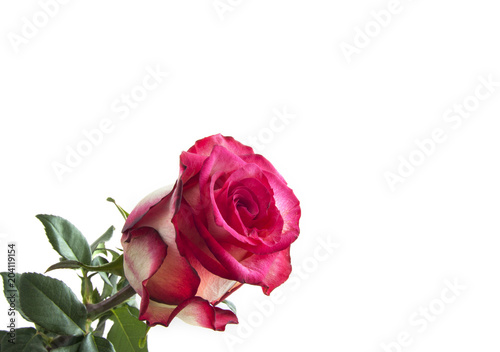 Lovely rose © aquariagirl1970