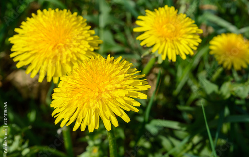 Yellow dandelions close-up day