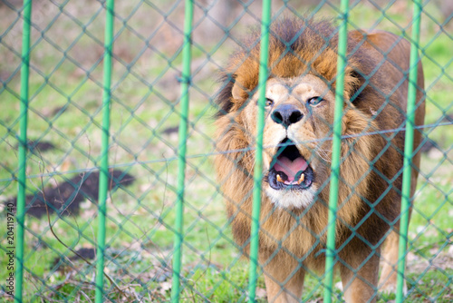 Fototapeta Naklejka Na Ścianę i Meble -  Lion in the zoo behind the fence
