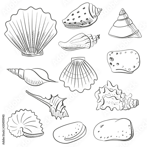 Shell vector set for design in sea beach style. Line, contour exotic shells