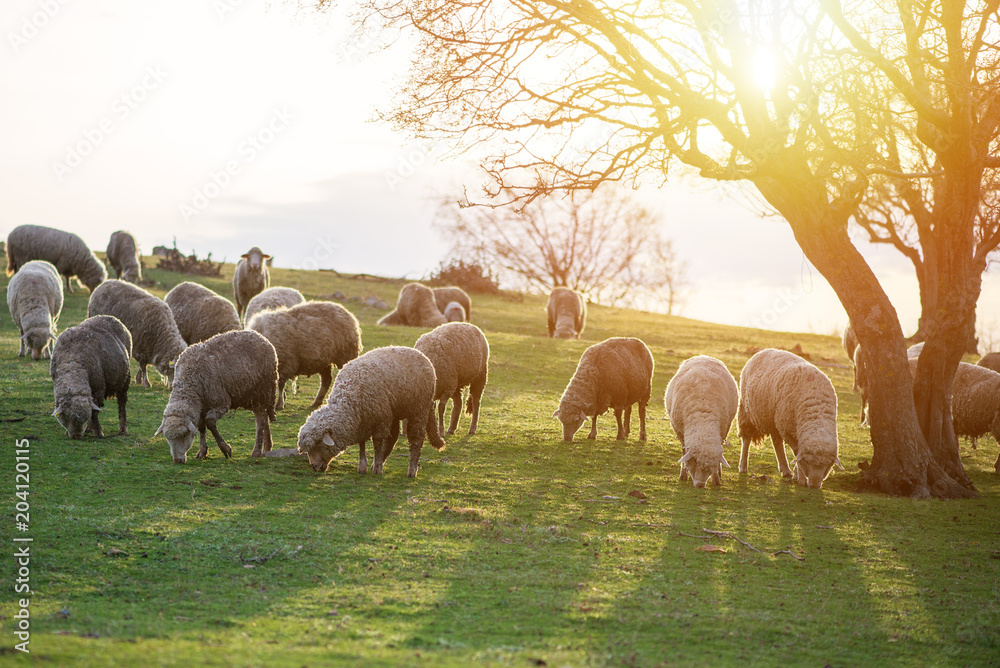 Fototapeta premium Sheep grazing, in the background sunset