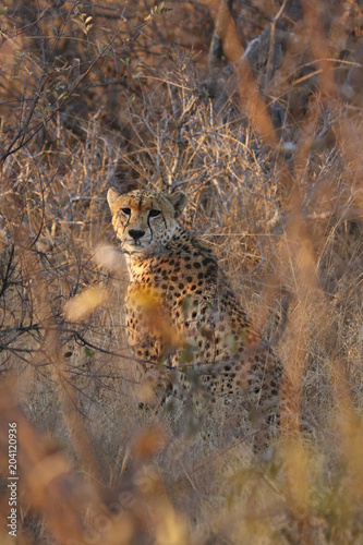 The cheetah (Acinonyx jubatus) sitting in beautiful morning light in the bushes