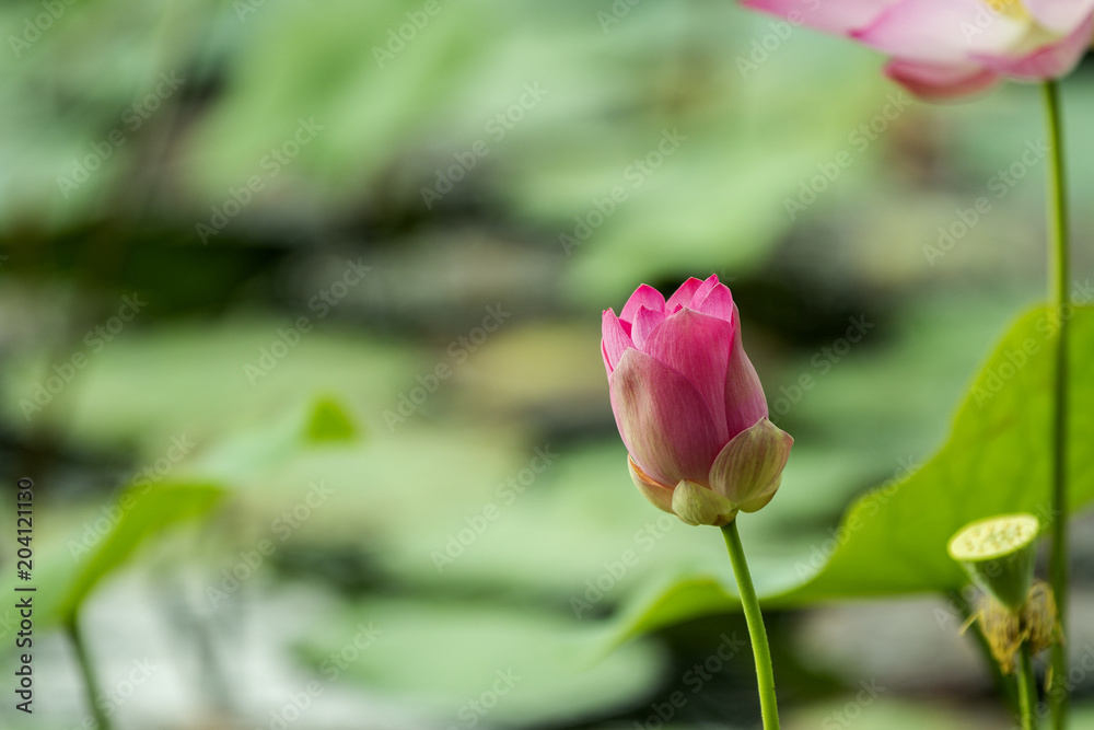A view over a pond filled with pink lotus flowers