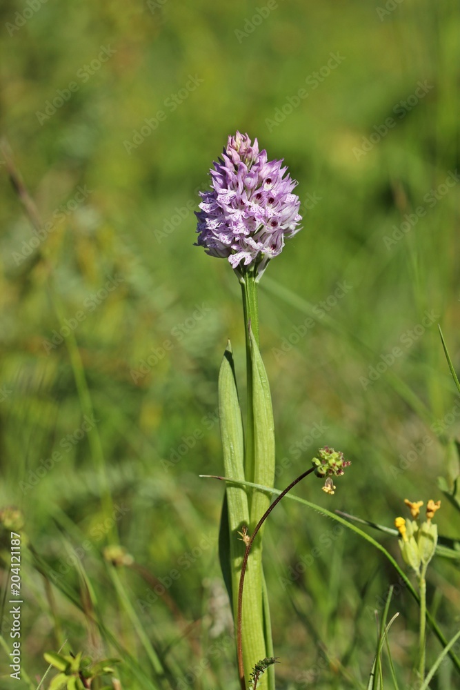 Dreizähniges Knabenkraut (Neotinea tridentata)
Dreizähniges Knabenkraut (Neotinea tridentata)