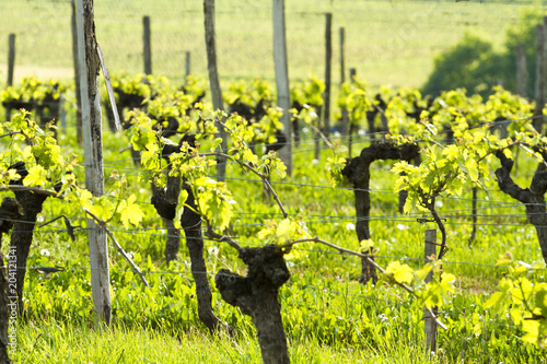 La vigne et le vin