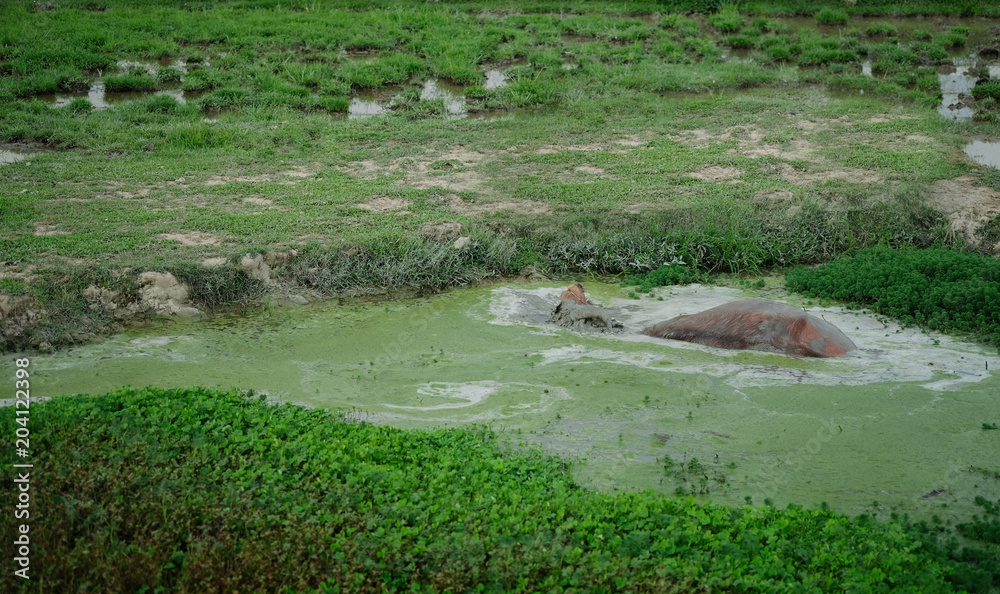 Refreshment of Water buffalo. Male water buffalo bathing in the pond