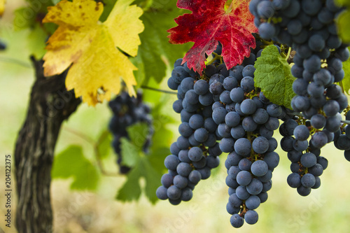 La vigne et le vin